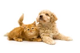 Justanswer.com has been visited by 100k+ users in the past month Pet Pages Watertown Animal Hospital