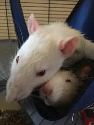 Keith Chegwin Hogging The Camera Rat Rats Rodent Pet Pets Rats Rodents