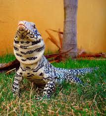 Black And White Tegu Lizard For Sale The Argentine Black And White Tegu Also Called The Argentine Giant Tegu Is The Largest Species Of Tegu Lizard They Are An Cute Reptiles Lizard Desert Lizards