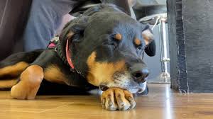 Best friend pet adoption raleigh nc. A Man S Best Friend Service Dog Helps Keep N C Man Healthy