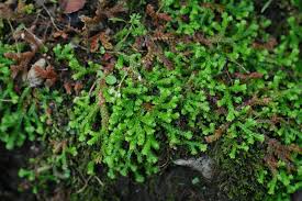 Image result for Selaginella molliceps