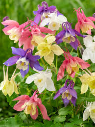 Image result for Aquilegia vulgaris `Tower Mix`