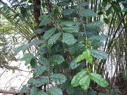 Image result for Pentadiplandraceae