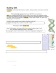 In fact, dna is the source of hereditary material in almost all organisms on earth. Building Dna Gizmo Answer Key Pdf Buildingdnase Name Date Student Exploration Building Dna Vocabulary Double Helix Dna Enzyme Mutation Nitrogenous Base Nucleoside Nucleotide Course Hero Building Dna Gizmo Warm Up