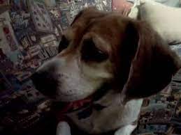 Yo i know i'm gonna sound like a dumbass but as a kid i used to be scared shitless of the little low battery chirp. Dog Reacting To Smoke Detector Chirp Youtube