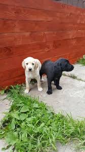 Since they are a sporting breed, they require daily exercise. Golden Retriever Puppies For Sale Benoni Dogs Puppies Public Ads 60383
