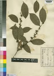 Image result for Rhaphiostylis beninensis