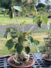 Image result for Ficus fischeri