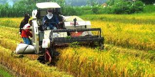 Campur Tangan Pemerintah Diperlukan Untuk Jaga Kualitas Hasil Pertanian Merdeka Com