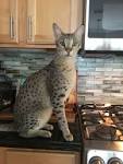 F2 Savannah Cat | Select Exotics - Savannah Cats