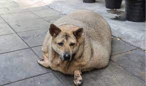 Share the best gifs now >>>. Obesity In Dogs Petcoach