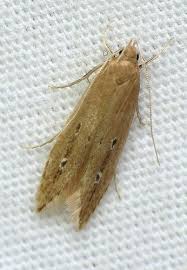 Bug Of The Day Moth Species Larvae