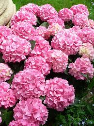 Tape or pin the stems to the top of a doorway in a dry, dark room. Hydrangea Wikipedia La Enciclopedia Libre
