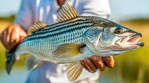 Gary Zanders doubled up!