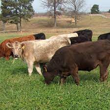 57 Beef Cattle Operation Ideas Beef Cattle Cattle Hereford Cattle