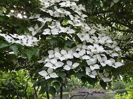 Image result for Cornus