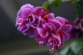 Mark another year in your relationship with a splendid bouquet or posy. Seasonal Flower Guide For Aussie Gardeners Jimsmowing Com Au