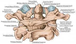The neck is connected to the upper back through a series of seven vertebral segments. Upper Cervical Spine Disorders Anatomy Of The Head And Upper Neck