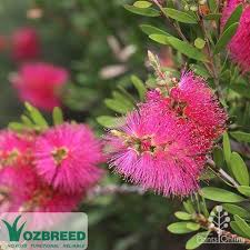 Image result for Callistemon