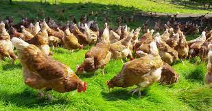 Production d'oeufs dans un élevage de 30 0000 poules pondeuses en bâtiment avicole de type plein air.unité de conditionnement de la production d'oeufs. L Elevage Des Poules Un Secteur A Promouvoir Adiac Congo Com Toute L Actualite Du Bassin Du Congo