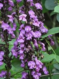 Image result for Macropsychanthus