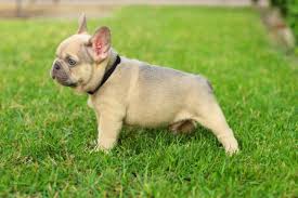 If they offer you a puppy and the price is well below that of the regular price be aware that bulldogs price ranges. Lilac Sable Color Frenchies Tomkings Kennel