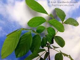 Image result for Xylopia lukei