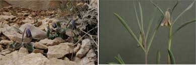 Image result for Lysimachia ruhmeriana