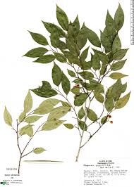 Image result for Maprounea