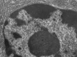 The larger organelles, such as the nucleus and vacuoles, are easily visible with the light microscope. Unique Characteristics Of Eukaryotic Cells Microbiology