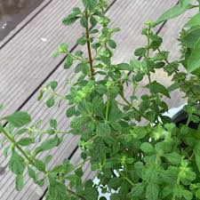 Image result for Lippia oatesii