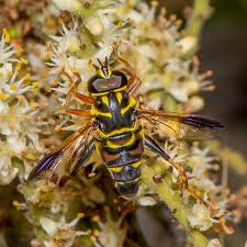 Image result for Erlangea remifolia