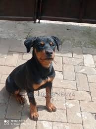By six months you have probably gone through the housebreaking and into the chewing on everything faze, keep an eye. 3 6 Month Male Purebred Rottweiler In Utawala Dogs Puppies Oliver Alembi Jiji Co Ke