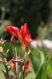 Check spelling or type a new query. 25 Best Red Flowers For Gardens Red Perennials And Annuals