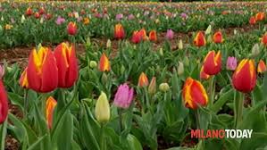 Potrebbe sembrare ma non siamo in olanda ma a paderno dugnano. Campo Di Tulipani Da Raccogliere A Cornaredo Milano Marzo 2018 Informazioni E Orari