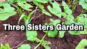 We did not find results for: How To Plant A Three Sisters Garden Companion Planting Youtube