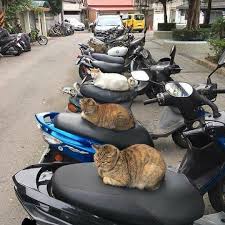 Perfect Spot Support Us With A Notification On Kittens Of World And Follow Us To Be Featured Funny Animal Pictures Funny Animals Cute Funny Animals