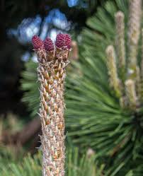 Image result for Pinus