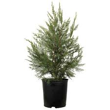 Some knees reach a height of 6 feet. Flowerwood Outdoor Live Leyland Cypres Evergreen Tree 2 5 Qt Walmart Com Walmart Com