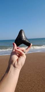 Wow! This beautiful Megalodon tooth...