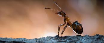 Alford wildlife is a locally owned pest control company that offers service from naples, florida up to tampa, florida. Pest Control Services Pest Prevention Bed Bug Control Fort Myers Naples Fl Empire Pest Control