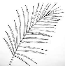 Check spelling or type a new query. Date Palm Leaf Picture Leaves Sketch Leaf Drawing Tree Drawing