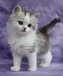 Information On Kaerik Rags Ragamuffin Kittens Tap The Link Now To See All Of Our Cool Cat Col Sevimli Kedi Yavrulari Sevimli Hayvan Yavrulari Sevimli Kediler