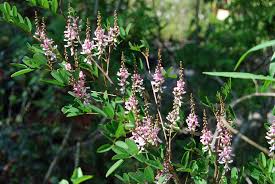 Image result for Indigofera transvaalensis
