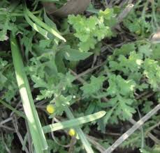 Image result for Grangea maderaspatana