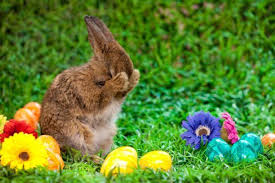Bueno, pppara que el conejo de pascua los esconda. Origen Del Conejo De Pascua Leyenda Y Significado Sobrehistoria Com