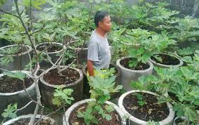 Memanfaatkan lahan sisa pembangunan rumah bisa dipergunakan untuk berkebun sayur. Test 01 Berita Bertanam Pengumuman Dinas Tanaman Pangan Hortikultura Perkebunan Dan Ketahanan Pangan Kabupaten Magetan