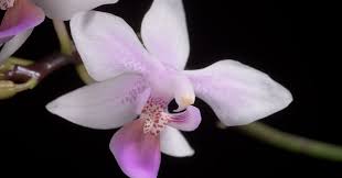 Image result for Disa equestris