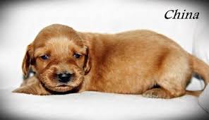 Browse thru our id verified puppy for sale listings to find your perfect puppy in your area. Dachshund Mix Puppies Forsale Wisconsin