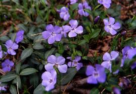 Image result for Vinca minor
